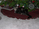 Awwww, Squeak under the tree