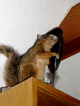 this disturbing squirrel stood watch over the kitchen in our cabin