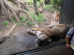 Tigers - Ueno Zoo