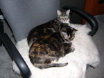 My co-workers
Boo (front) and Squeak (back)