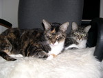 Bow down before us!
Boo (front) and Squeak (back)