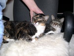 Kitty luvin'