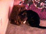 GodzillaCat (Squeak)
Christmas 2003