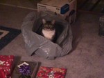 Highlight for Album: KITTY!