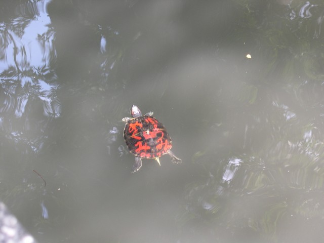 Turtle with name painted on it in Naritasan Shinshoji Temple