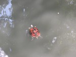Turtle with name painted on it in Naritasan Shinshoji Temple