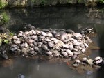 Turtles sunning themselves in Naritasan Shinshoji Temple