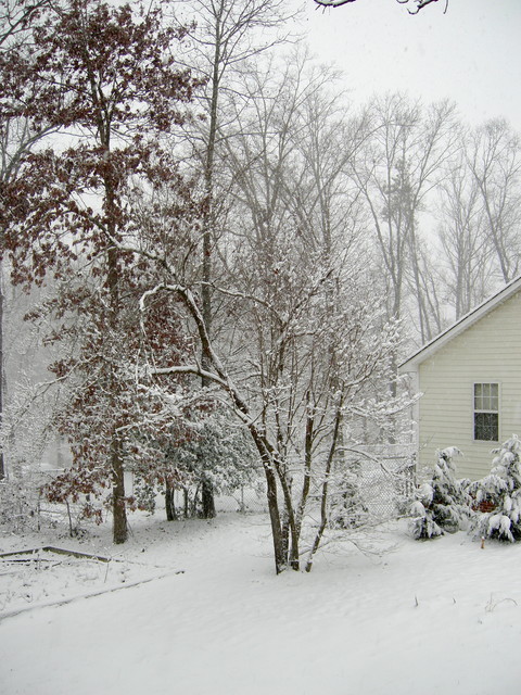 Dogwood (morning 20090120)