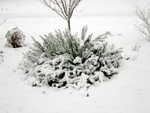 Rosemary bush (morning 20090120)