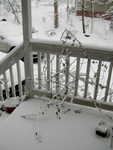 Lady Banks Rose on side porch (morning 20090120)