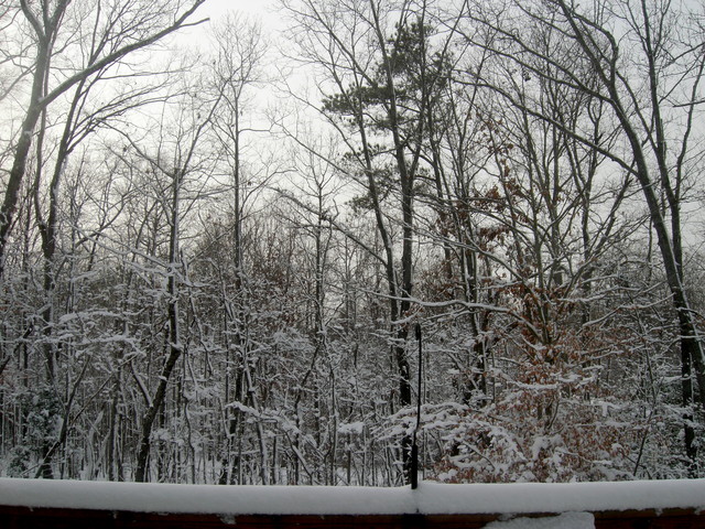Back yard (afternoon 20090120)
