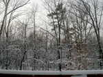 Back yard (afternoon 20090120)