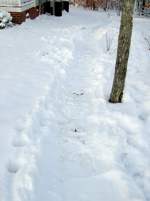 An attempt at a sled run in our yard. You can tell we got 6 inches of snow.(morning 20090121)