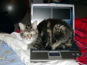 SqueakLaptop20060320.JPG